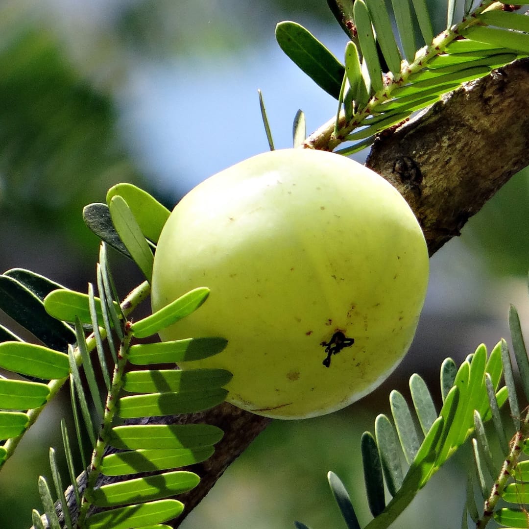 Amla: The Secret to Boosting Immunity and Well Being